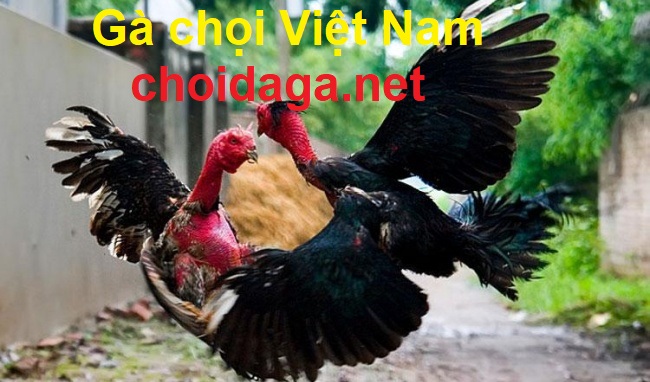 gà chọi Việt Nam