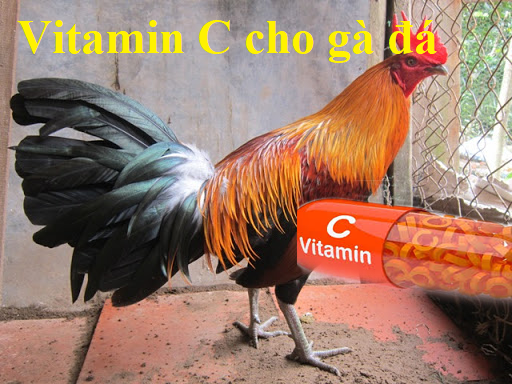 Vitamin c cho gà