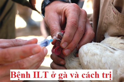 Bệnh ILT ở gà