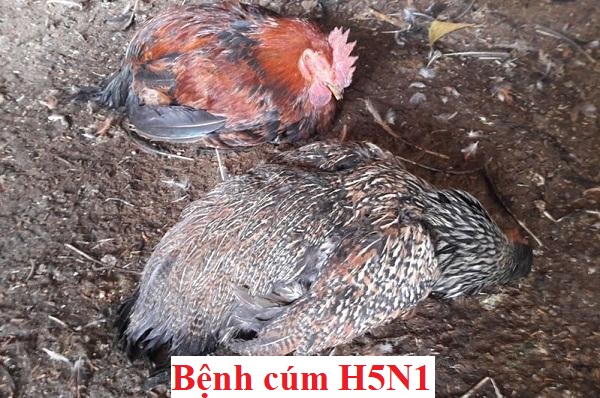 Bệnh cúm H5N1