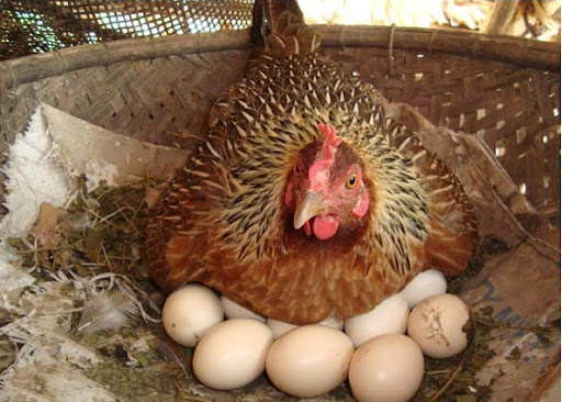 Nhận biết trứng gà trống